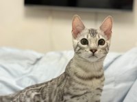 Gümüş bengal erkek 10 aylık sağlıklı ve uysal