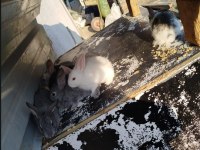 Mini Yeni Zelanda Kırmızı X Mavi Gözlü Yavru Tavşanlar