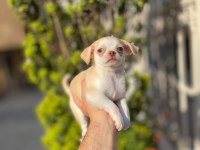 Teacup Mavi Göz Erkek Şivava Yavrum