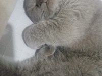 British Shorthair Patimize Ömürlük Yuva Arıyoruz