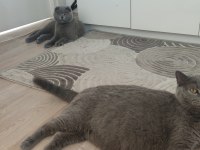 Birbirine Alışkın İki Safkan Dost Kediler Yeni Yuvalarını Arıyor