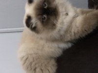 Sevimli Scottish Fold Kedisi