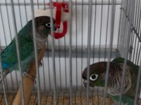 Dna Belgeli Turkuaz Konur Papağanı Takım