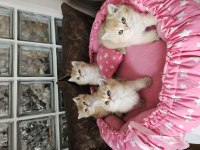 Golden British Shorthair Yavrular