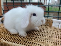 Orjinal Hollanda Teddy Lop Tavşanı Yavrular