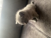 2 Aylık Yavru British