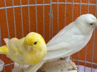 1 erkek ve 1 dişi kanarya
