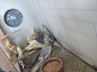 Yeni Bebek Yavru Sultan Papağanları