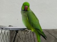 Artist pakistan papağanımız yeni sahibini bekliyor