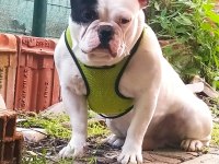 4 yaşında erkek fransız bulldog