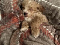 Yavru Maltipoo Köpeği