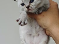 Scottish fold blue point