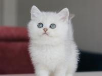 Full şecereli babadan teslime hazır erkek kedimiz