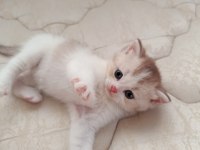 Dünyalar Tatlısı British Yavrularımız Yeni Yuvalarını Arıyor