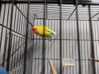 Erkek sevda papağanı