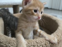 Yavru Tekir Kedilerimiz