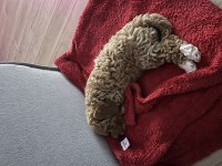 Toy Poodle 3 Aylık Dişi