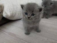 Gümüş Kardeş Kediler