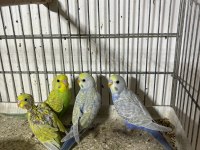 Yeni muhabbet kuşu yavruları