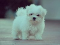 Irk Garantili Maltese Yavruları