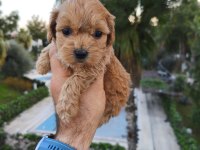 Maltipoo dişi ve erkek yavrularımız