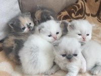 Exotic shorthair bebeklerimiz