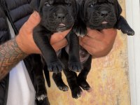 Üst kalite dev cane corso adayları