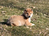 Minyatür shiba inu orange yavru