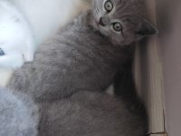 Yavru Kedilerimiz Yeni Yuva Arıyor