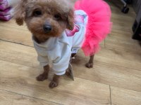 2 Yaşında Teddy Dişi Poodle