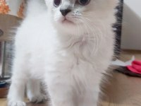 Scottish straight red point silver erkek 21 nisan doğumlu