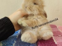 Renkli Cins Tavşan Yavruları