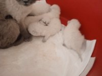 Orjinal Üst Düzey Yavru Kediler