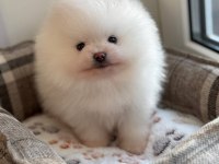 Pomeranian Boo Teddy Bear Yavrularımız