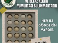 Kuluçkalık kınalı ve beyaz keklik yumurtası