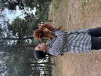 6 Aylık Yavru Erkek Poodle