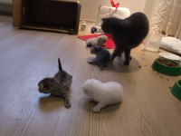 British shorthair yavrularımız hazır