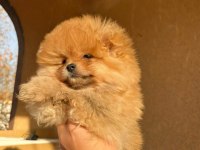 Teddy Bear Pomeranian Bebeğimiz