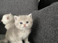 Dişi Ve Erkek 45 Günlük Yavru Kediler