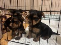 A Kalite Yorkshire Terrier Bebekler