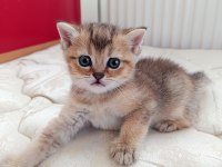 Dünyalar tatlısı british yavrularımız yeni yuvalarını arıyor