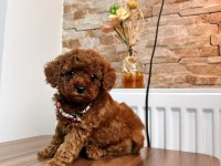 Toy Poodle Köpeği Yavrularımız