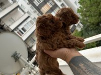 Toy Poodle Yavrularımız Sağlık Garantili