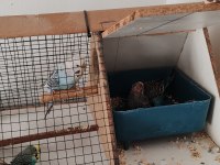 Kafes İle Birlikte Muhabbet Kuşlar