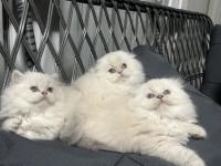 A Kalite British Bebekler