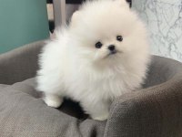 Mersin de şirin pomeranian boo köpekler