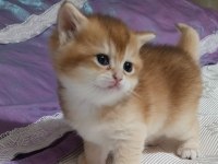 Golden ny12 british shorthair