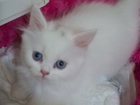 Pamuk Şekerim British Longhair Helen