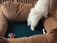 2 Aylık Erkek Pomeranian Boo