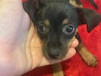 0 Numara Minyatür Pinscher Yavrular